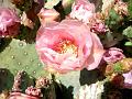 2009_0405_142453