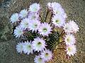 2009_0422_062907