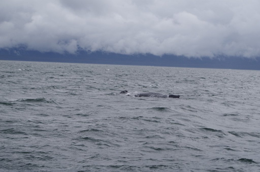 2016_0601_143736.JPG - Juneau AK - Whale watching