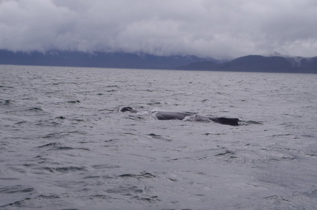 2016_0601_143806.JPG - Juneau AK - Whale watching