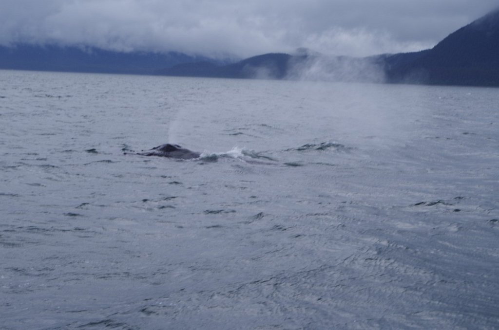 2016_0601_143839.JPG - Juneau AK - Whale watching