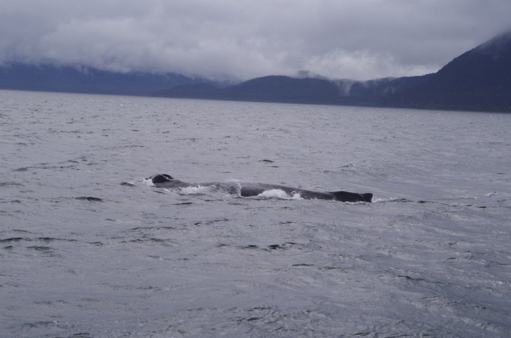 2016_0601_143841.JPG - Juneau AK - Whale watching