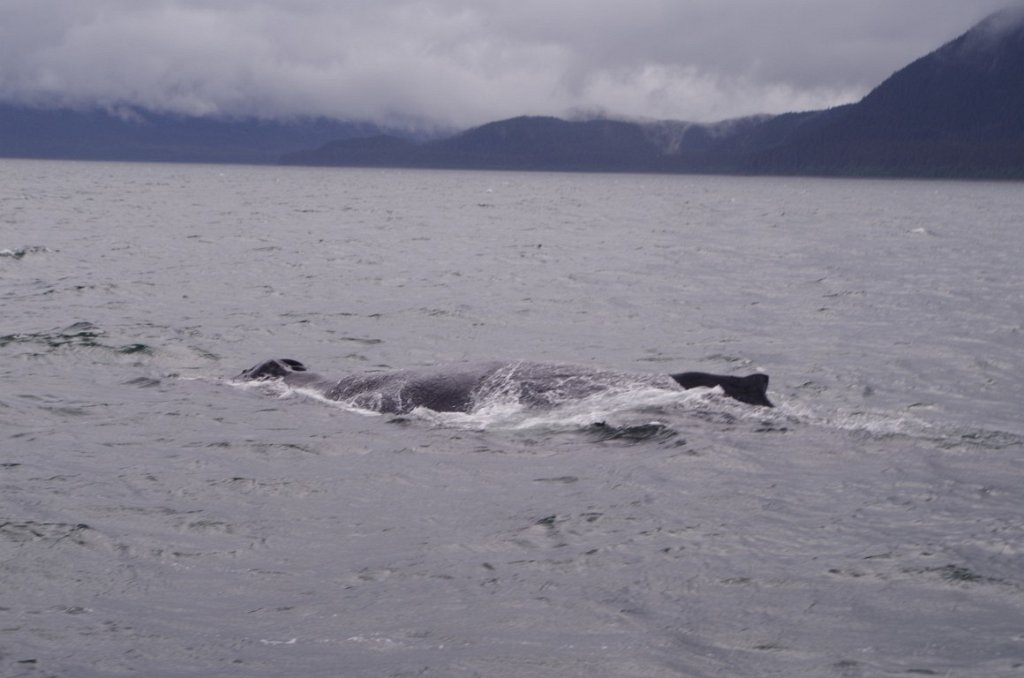 2016_0601_143913.JPG - Juneau AK - Whale watching