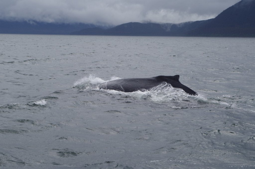 2016_0601_143915.JPG - Juneau AK - Whale watching