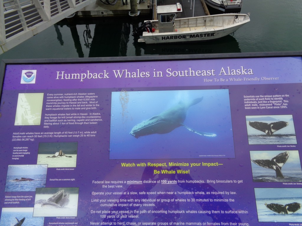 2016_0601_153317.JPG - Juneau AK - Whale watching