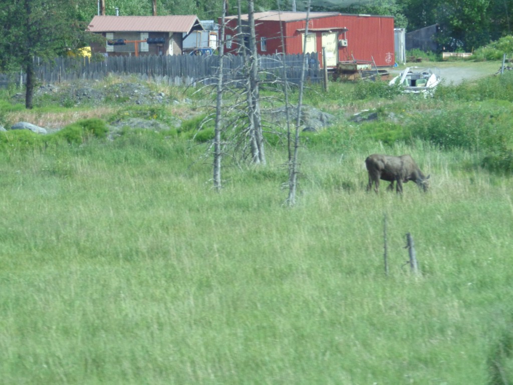 2016_0605_115304.JPG - Moose on our way to Anchorache AK