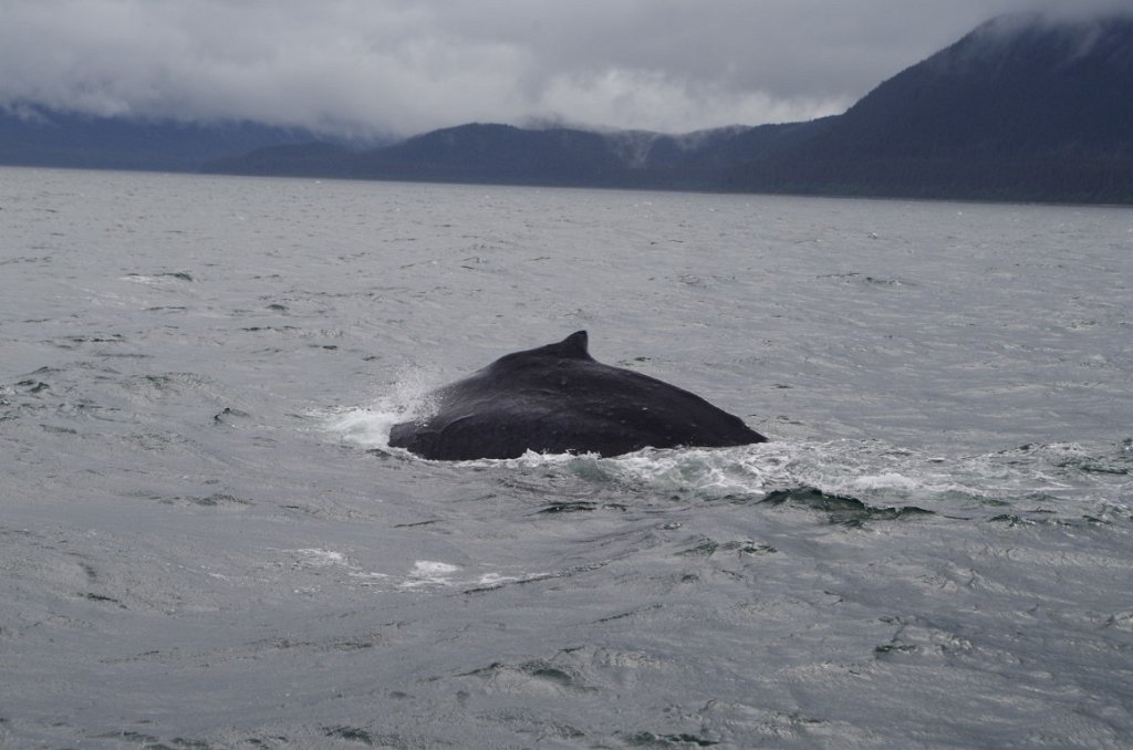 2016_0601_143916.JPG - Juneau AK - whale watching