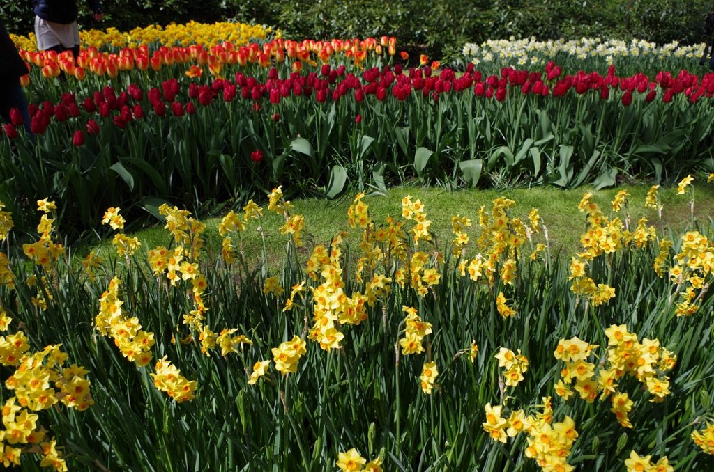 2017_0422_052546.JPG - Keukenhof Lisse