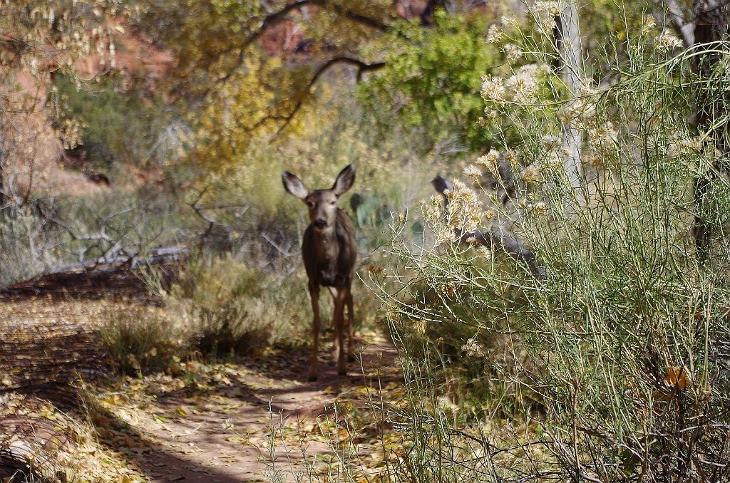 2018_1116_121305.JPG - Zion The Grotto