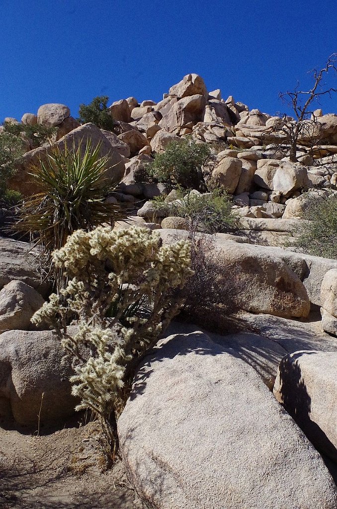 2019_1108_112126.JPG - Joshua Tree NP - Barker Dam Trail