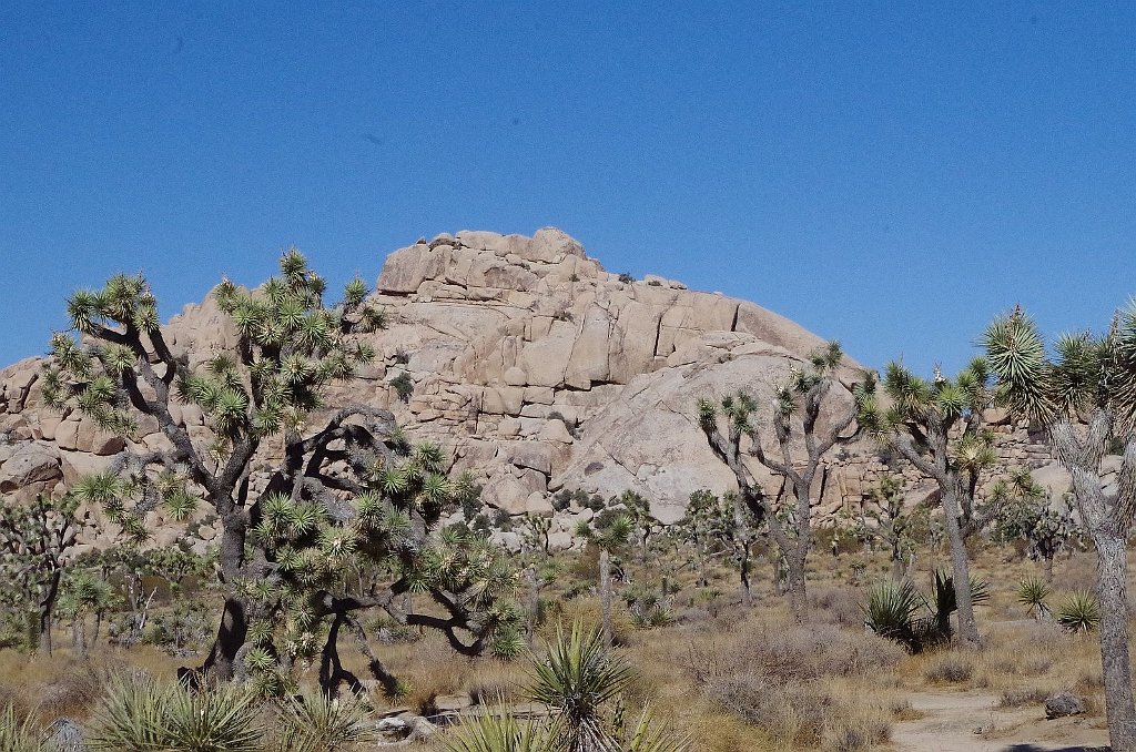 2019_1108_114654.JPG - Joshua Tree NP - Barker Dam Trail