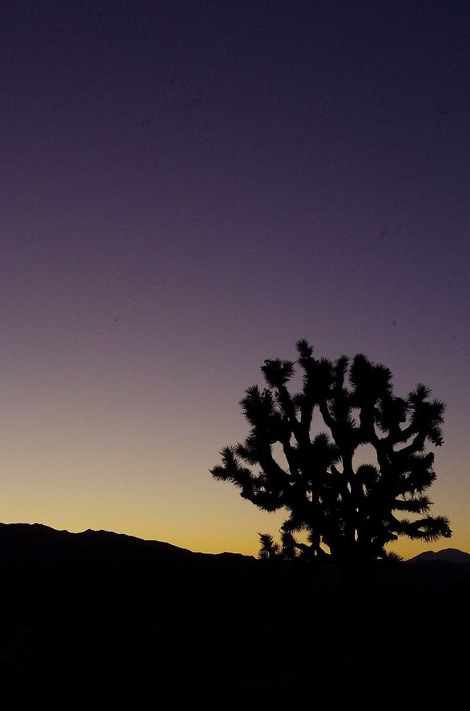 2019_1108_165802.JPG - Joshua Tree NP 